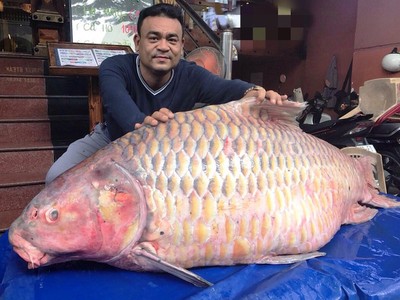 Cá hô hơn 100kg là rất hiếm trên thị trường