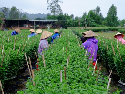 Nhờ được chuyển giao giống và kỹ thuật trồng, những vườn hoa Tết tại Đà Nẵng phát triển tốt, không sâu bệnh. Ảnh: VGP/Lưu Hương