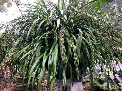 Chậu địa lan 120 triệu đồng của nhà ông Phương đã được đại gia đặt mua cho Tết Mậu Tuất