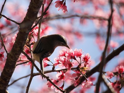 Mai anh đào nở rộ ở Kon Tum