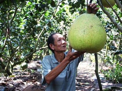 Vì quả bưởi to như cái thúng nên còn được gọi là bưởi thúng. Ảnh: Hoàng Nam.