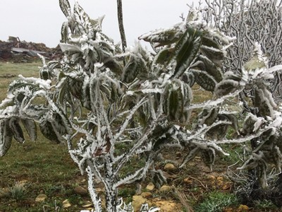 Cây cối ở Ban quản lý khu du lịch Mẫu Sơn đóng băng. Ảnh: Vi Văn Phúc
