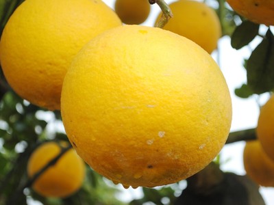 Bưởi Diễn vào Sài Gòn bán Tết giá tới 50 triệu đồng một cây