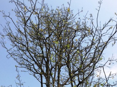 Tán nhiều hoa và nụ