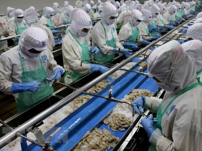 Chế biến tôm xuất khẩu. (Ảnh: Kim Há/TTXVN)