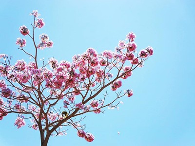 Mùa hoa phấn phủ hồng trời Bảo Lộc