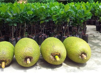 Mít loại một có giá 43.000 đồng một kg tại vườn.