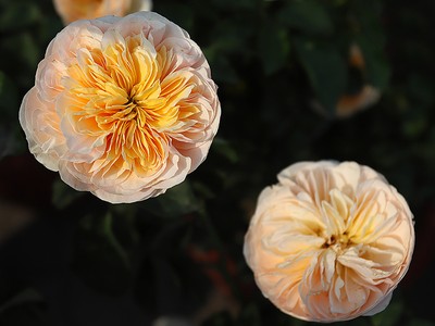 Hàng nghìn giống hoa hội tụ tại Lễ hội hoa hồng Bulgaria