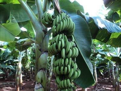 Chuối đang có giá cao vì thị trường Trung Quốc tăng tiêu thụ. 