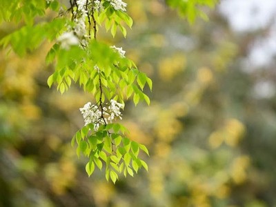 Mùa cây thay lá, Hà Nội đẹp mê hồn khiến bao người đắm say