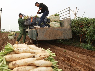 Củ cải trắng ở xã Tráng Việt được trồng theo chuẩn VietGap.