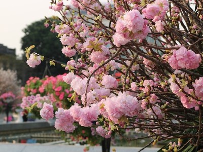 Hoa anh đào Nhật Bản làm say lòng người dân Hải Phòng