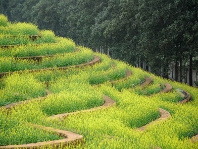 Ruộng hoa bậc thang 'gây sốt' ở Hà Nội