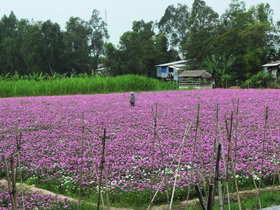Cánh đồng hoa dừa cạn hút giới trẻ ở An Giang
