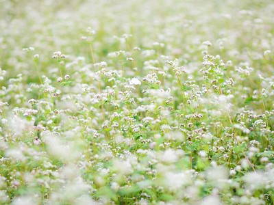 Vườn hoa tam giác mạch nở trái mùa ở ngoại ô Hà Nội