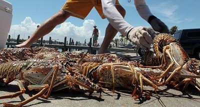 Tôm hùm từng chất đồng bên bờ biển, không ai thèm lấy. Ảnh: Daily Caller.