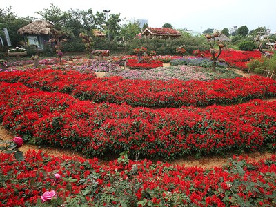 Thung lũng hoa tỏa sắc giữa Thủ đô