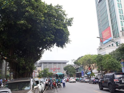 Hàng cây trên đường Trần Hưng Đạo cạnh ga Hà Nội sẽ được đánh chuyển, chặt hạ để làm nhà ga cuối cùng tuyến Metro Nhổn - Ga Hà Nội. Ảnh: Phương Sơn