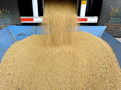 Ngành sản xuất đậu tương Mỹ bị ảnh hưởng nghiệm trọng từ căng thẳng thương mại Mỹ - Trung