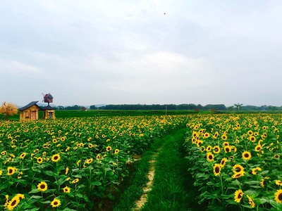 Cánh đồng hoa hướng dương gây sốt ở Bắc Giang