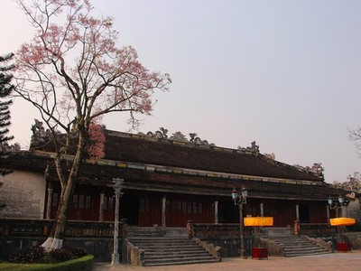 Hoa ngô đồng nở rộ trong Hoàng cung Huế