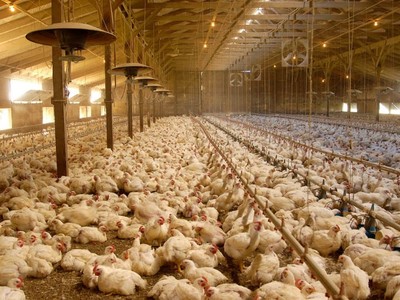 Nuôi gà lấy trứng công nghiệp bằng robot