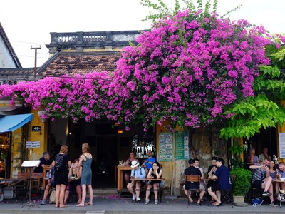 Hội An rực rỡ sắc hoa vào mùa hè