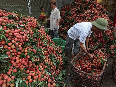 Theo lãnh đạo Sở Công thương, vải thiều xuất đi Trung Quốc sẽ chiếm khoảng 40% sản lượng vải của toàn tỉnh.