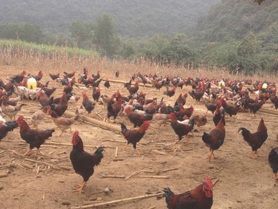 Anh Hòa trúng đậm vì phi vụ nuôi gà ri mận bán dịp Tết năm ngoái.