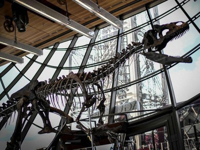 Bộ xương của một con khủng long ăn thịt được trưng bày trong buổi đấu giá ở tầng một của Tháp Eiffel, Paris ngày 2/6 vừa qua. (Nguồn: ABC News).