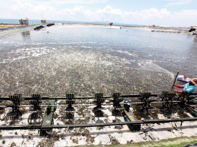 Việt Nam từng chiến thắng trong vụ kiện tôm dai dẳng từ năm 2010 đến 2016 đối với Mỹ. Trong ảnh: Khu nuôi tôm của Công ty TNHH Thủy sản Đắc Lộc (Phú Yên). Ảnh: Đ.T