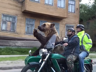 Gấu Nga xuống đường thổi kèn mừng chiến thắng của đội nhà