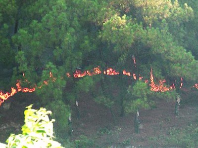 Hiện trường vụ cháy rừng. Ảnh: Ngọc Thanh