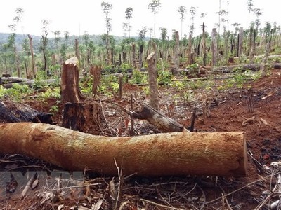 Tình trạng phá rừng, lấn chiếm và mua bán đất rừng tại xã Quảng Sơn, huyện Đắk Glong diễn ra công khai, gây bức xúc trong dư luận. (Ảnh: Ngọc Minh/TTXVN).