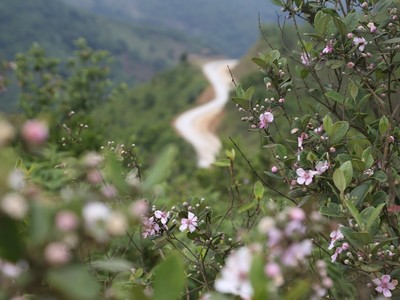 Thảo Nguyên Bùi Hui ở xã Ba Trang, huyện Ba Tơ (Quảng Ngãi) nằm ở độ cao 700 m so với mực nước biển, cách TP Quảng Ngãi 70 km về phía Tây Nam, là nơi có cây sim tự nhiên nhiều nhất Quảng Ngãi.