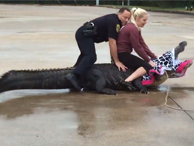 Krobboth cùng cộng sự bắt một con cá sấu lớn ở bãi đỗ xe trung tâm mua sắm. (Nguồn: CNBC).