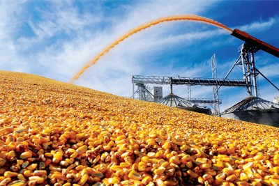 Nhập khẩu ngô nguyên liệu và đậu tương luôn chiếm lượng ngoại tệ lớn nhất trong các nhóm nguyên liệu sản xuất thức ăn chăn nuôi, riêng năm 2017, hơn 1,5 tỷ USD đã được chi để nhập khẩu ngô. Ảnh minh họa.