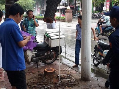 Cây sưa đỏ bị cưa trong đêm mưa.