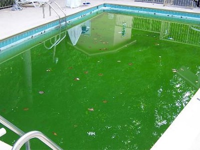 Nếu không có hệ thống lọc nước tốt, vệ sinh định kỳ, bể sẽ bị tảo, rêu mốc. Ảnh minh họa: SPT. 