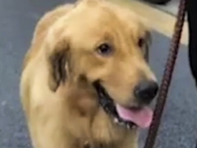 Chú chó giống Golden va nhẹ phải chiếc xế sang đã khiến chủ nhân của nó phải đền bì gần 155 triệu đồng. (Nguồn: Thepaper.cn).