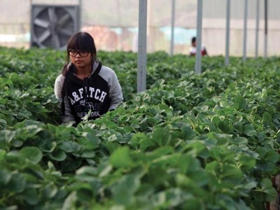 Ba câu hỏi của WB về đầu tư vào nông nghiệp của Việt Nam