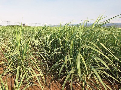 Chơi vơi cổ phiếu ngành đường