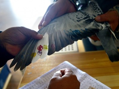 Đua chim bồ câu đang rất được người lớn tuổi Trung Quốc yêu thích, đặc biệt là tại Thượng Hải. (Nguồn: AFP).