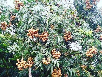 Mùa vụ nhãn năm nay được đánh giá là “được mùa” với thời điểm tháng 8 là thời điểm thu hoạch  - Ảnh :VGP/Đỗ Hương