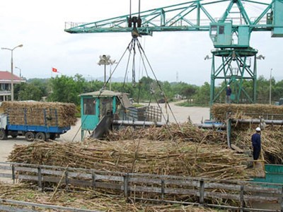 Ngành mía đường đang đối mặt với vô vàn khó khăn từ giá đường thấp, lượng tồn kho cao và nợ nông dân tiền mía lên đến hàng trăm tỷ đồng. (Ảnh: Công Thương).