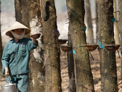 Giá mủ cao sụt giảm mạnh, đẩy nhiều công ty trồng và khai thác  cao su thiên nhiên vào khó khăn.