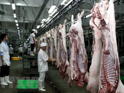 Giá lợn hơi có nơi đã lên tới 56.000 đồng/kg.