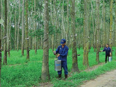 Cao su Tây Ninh (TRC): Lợi nhuận 9 tháng giảm mạnh