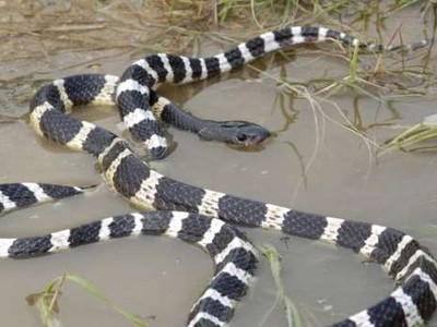 Con rắn cạp nia mà Xiaoli đã mua để tự tử dài hàng mét và có những khoang đan xen nhau. (Nguồn: Handout).