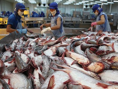 Xuất nhập khẩu thủy sản An Giang (AGF) vướng vụ kiện chống phá giá nên chậm công bố thông tin